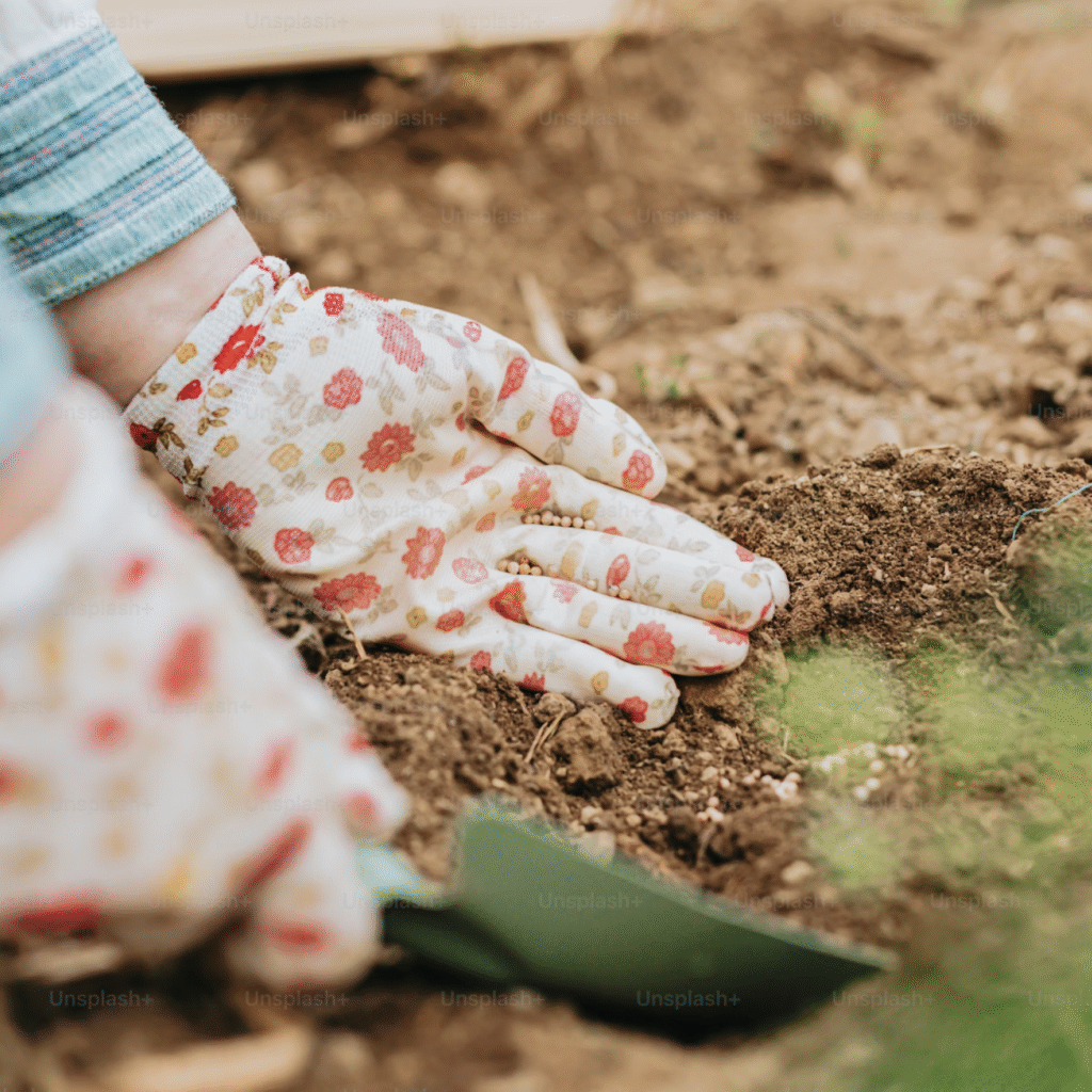 Close-up of hands wearing floral gardening gloves, planting a seedling in rich soil